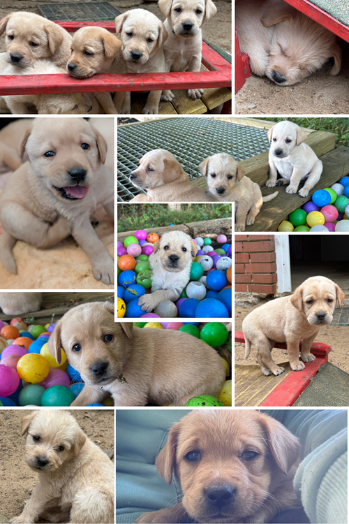 White Minimalist Aesthetic Photo Collage.jpg