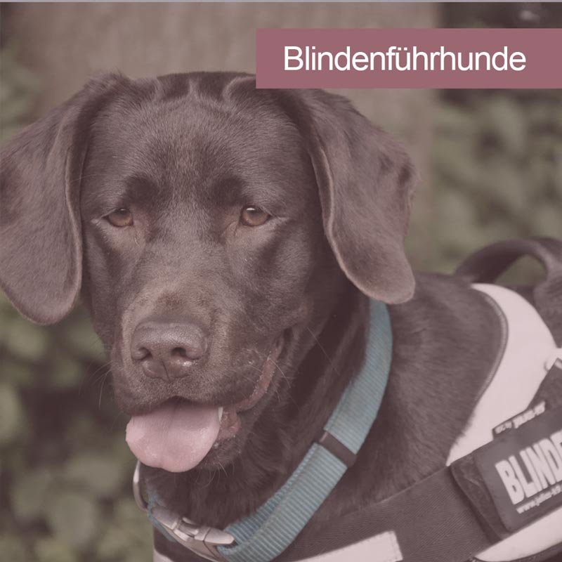 images/module/assistenzhunde/blindenfuehrhunde.jpg#joomlaImage://local-images/module/assistenzhunde/blindenfuehrhunde.jpg?width=800&height=800