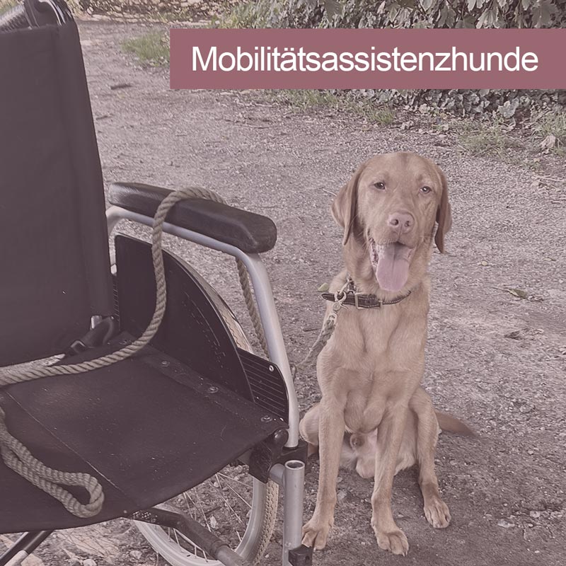 images/module/assistenzhunde/mobilitaetassistenshunde.jpg#joomlaImage://local-images/module/assistenzhunde/mobilitaetassistenshunde.jpg?width=800&height=800